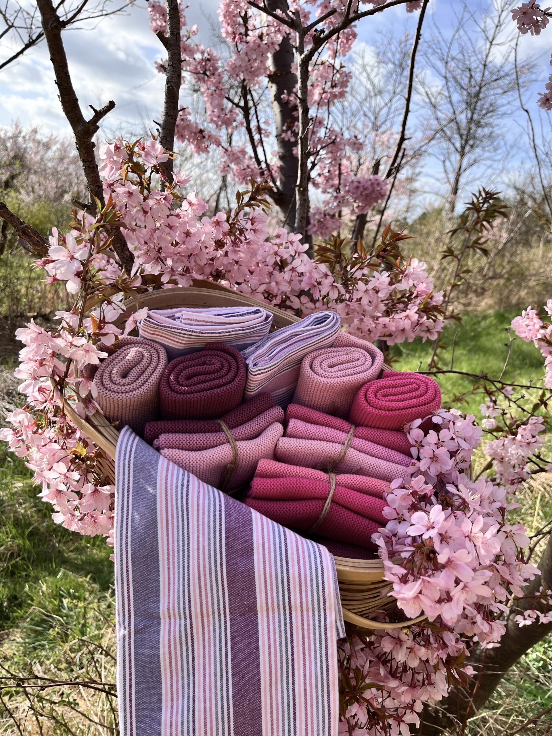 Plum - organic